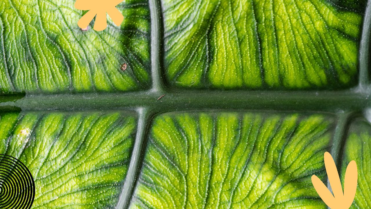 Alocasia Jacklyn Leaf Detail