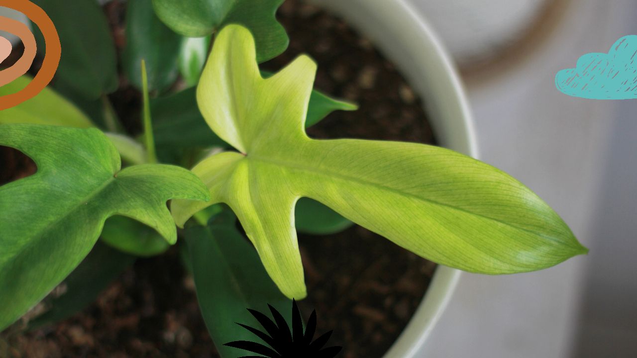 Philodendron Florida Ghost vs. Other Plants