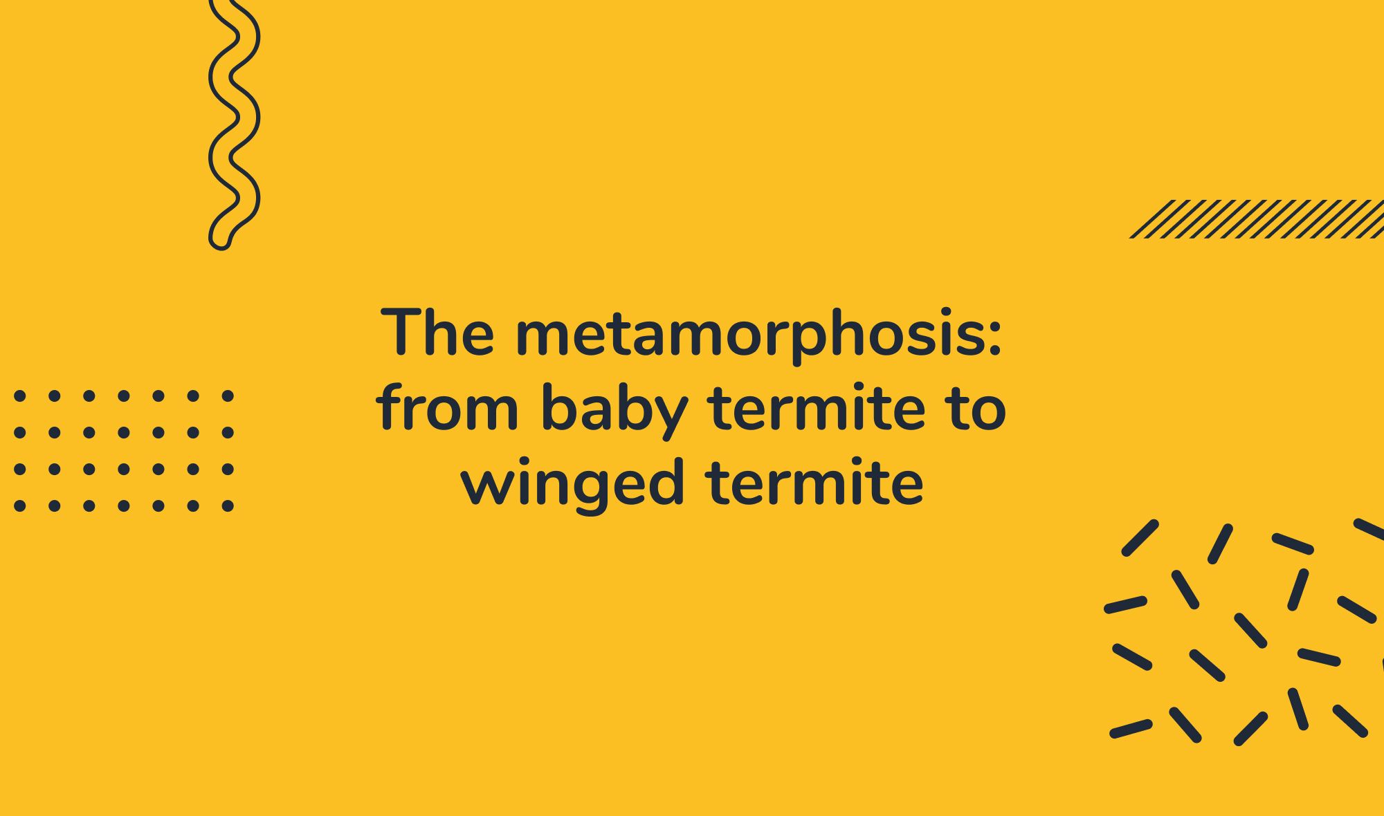The metamorphosis: from baby termite to winged termite