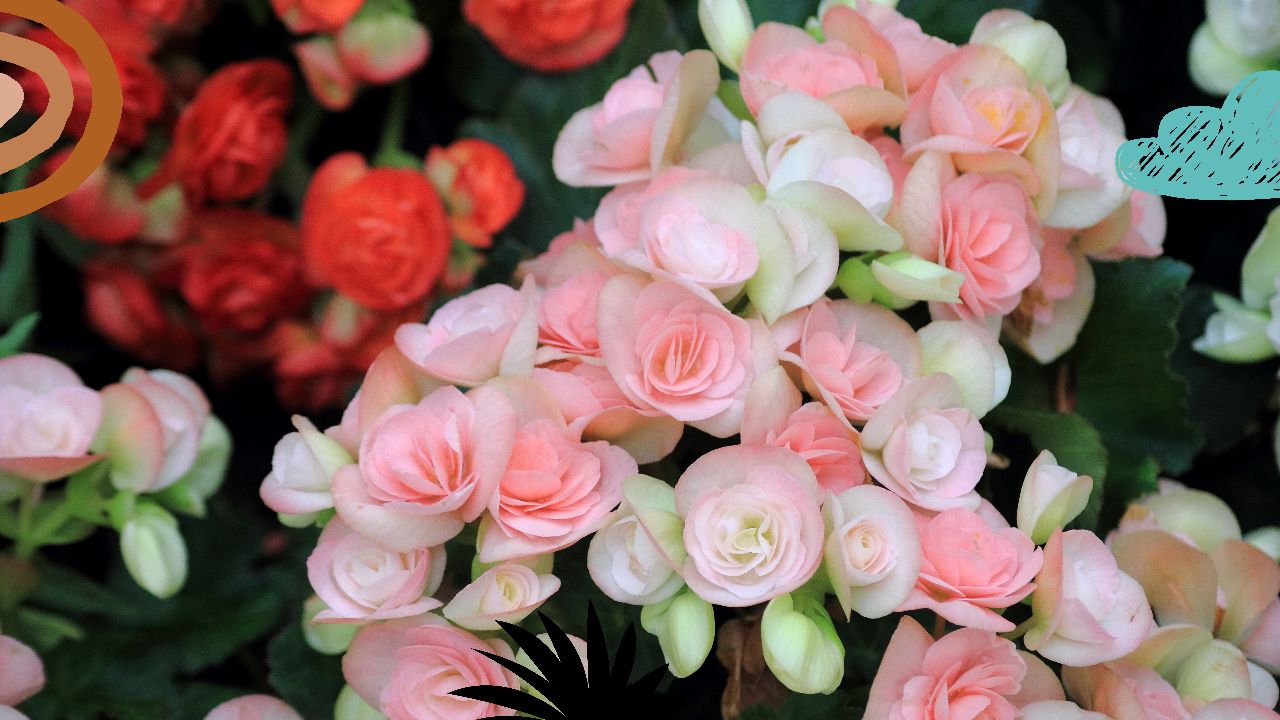 Rieger Begonia Care: The Ultimate Guide | HeyHome