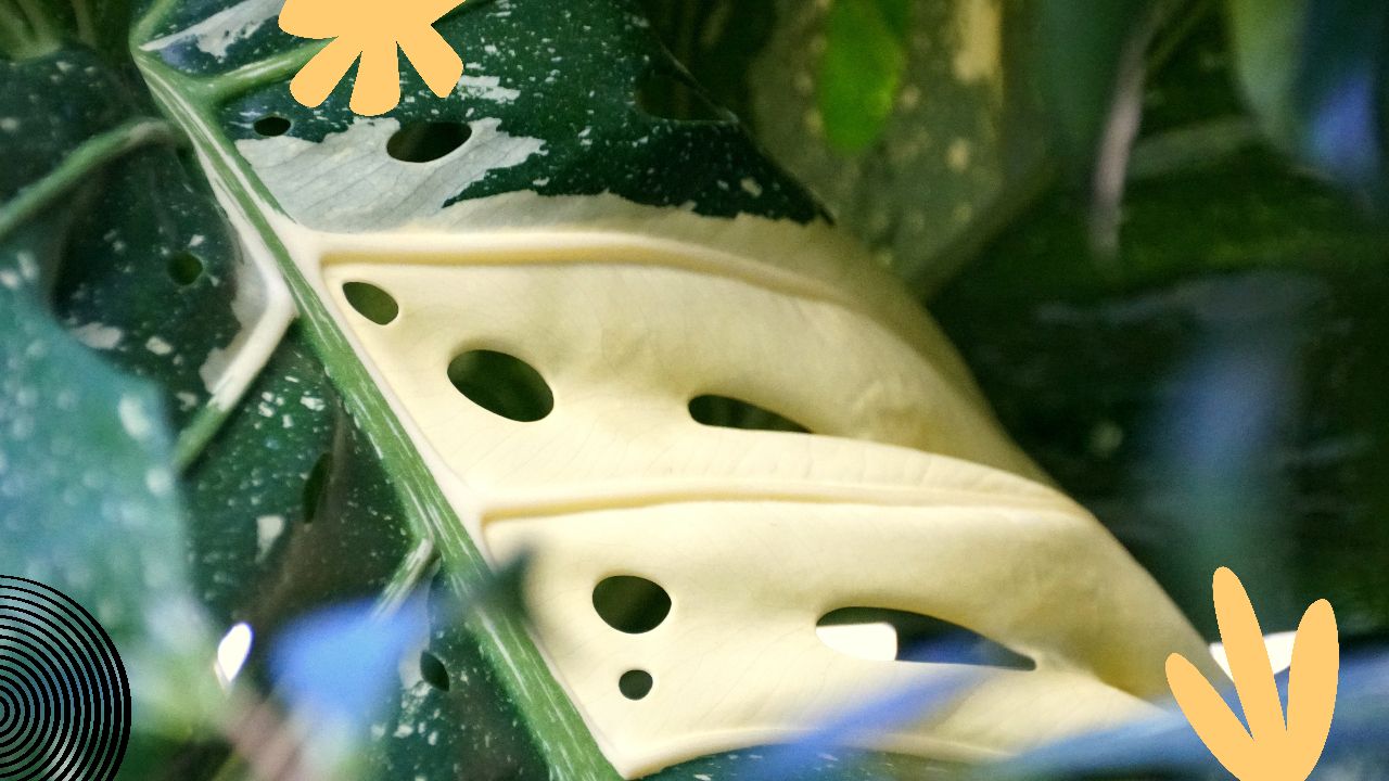 Monstera Albo Leaf Closeup