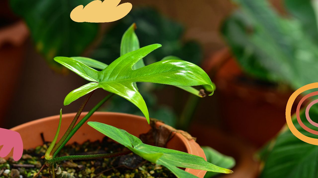 Growing the Philodendron Florida Ghost Plant
