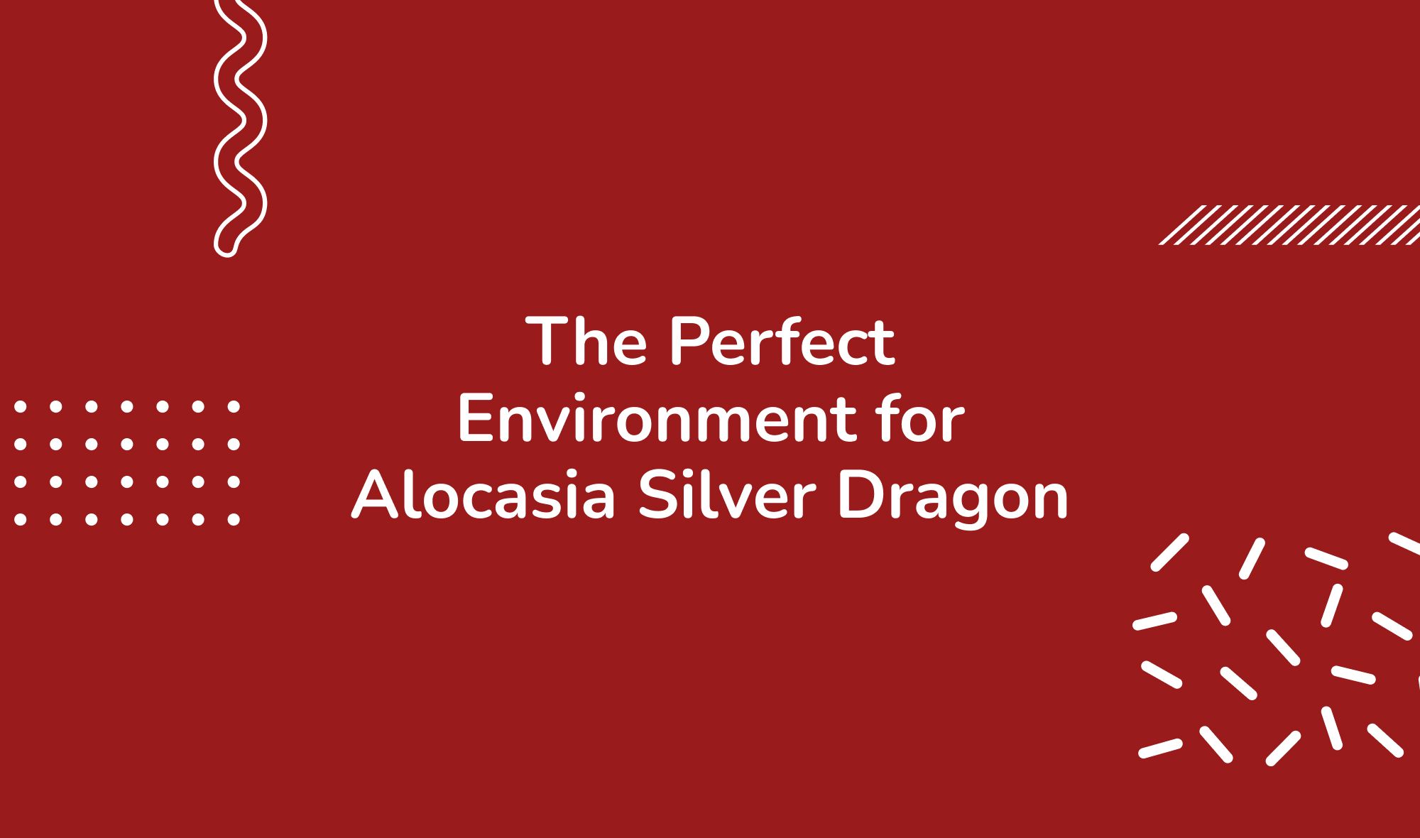 The Perfect Environment for Alocasia Silver Dragon