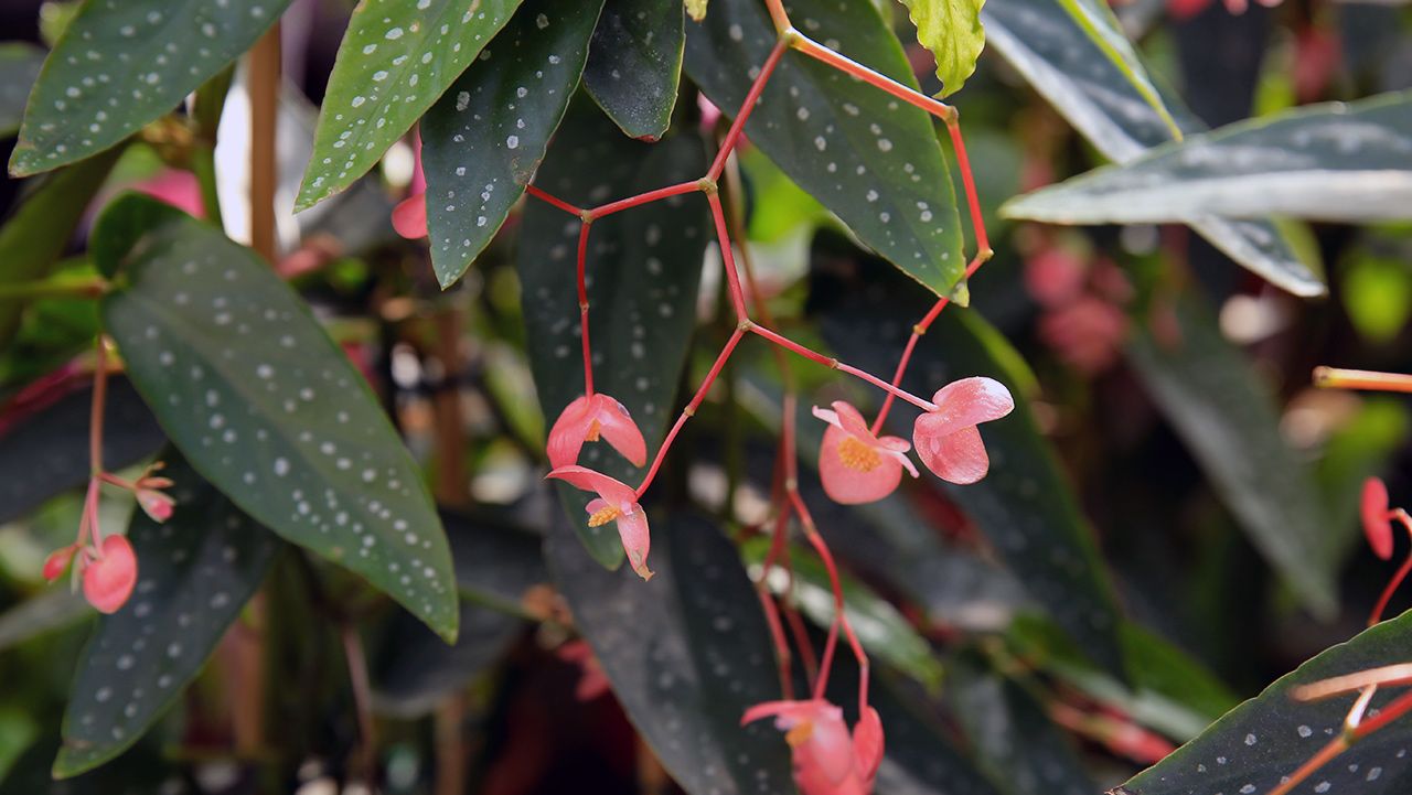 how-to-grow-angel-wing-begonia