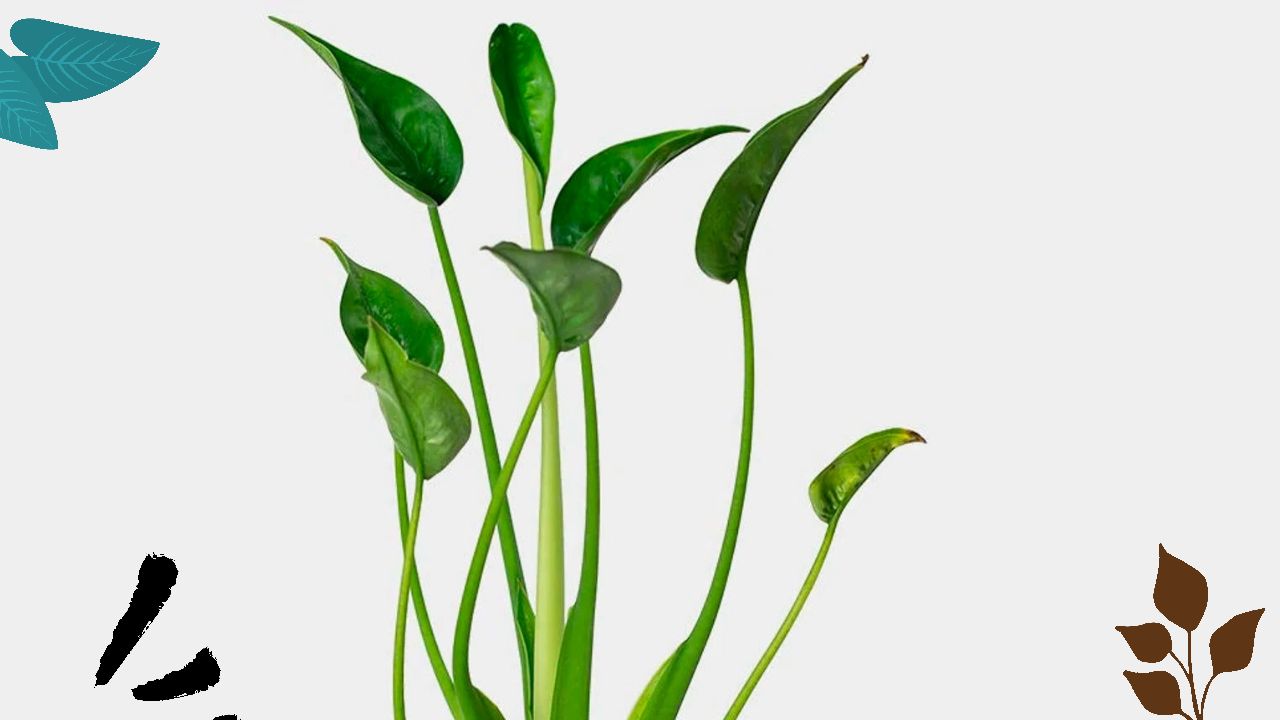 Alocasia Tiny Dancer: The Compact Tropical Plant Guide