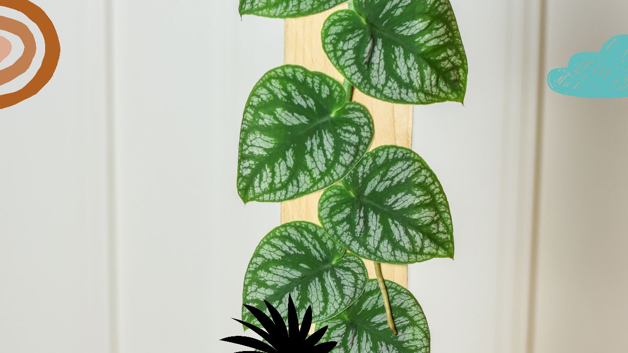 Monstera Dubia Care Requirements