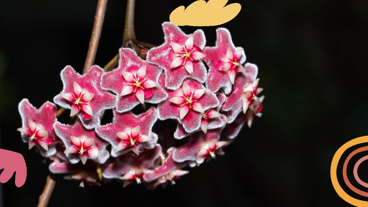 Understanding Hoya Wayetii Flowers and Leaves