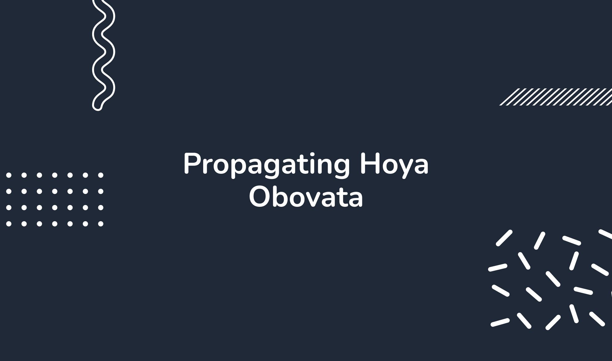 Propagating Hoya Obovata