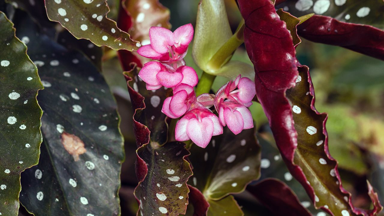 Growing Angel Wing Begonias: The Ultimate Guide
