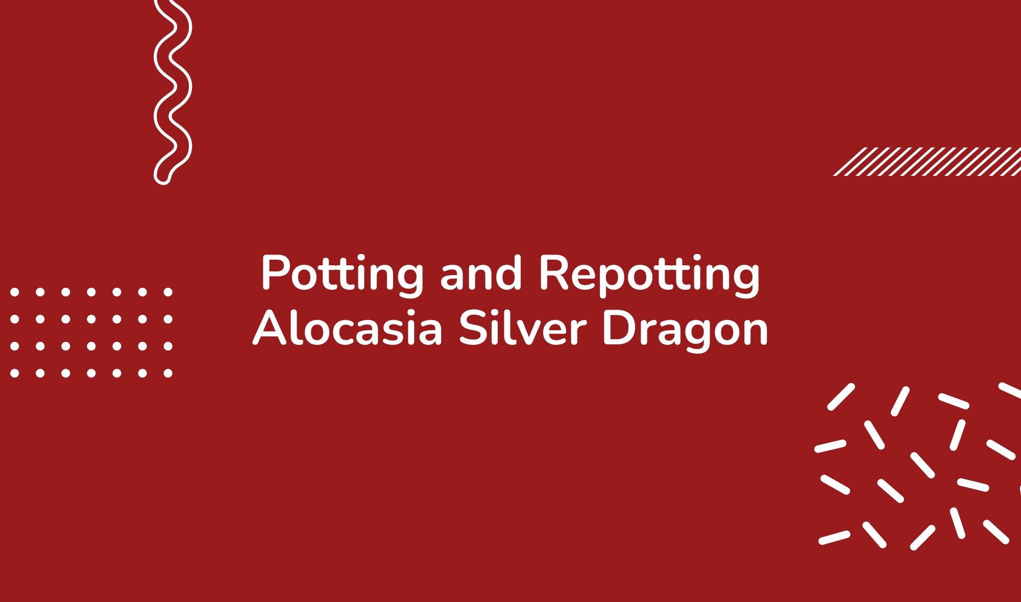 Potting and Repotting Alocasia Silver Dragon