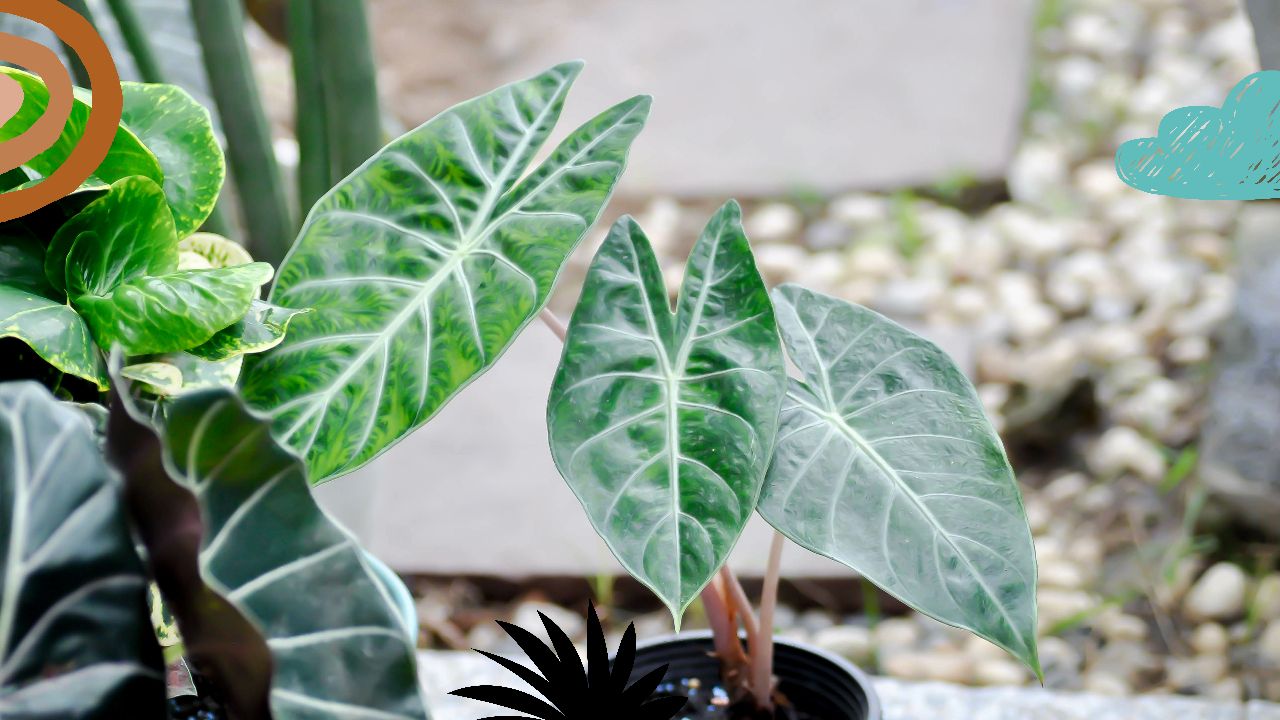 Caring for Your Alocasia Pink Dragon: Essentials