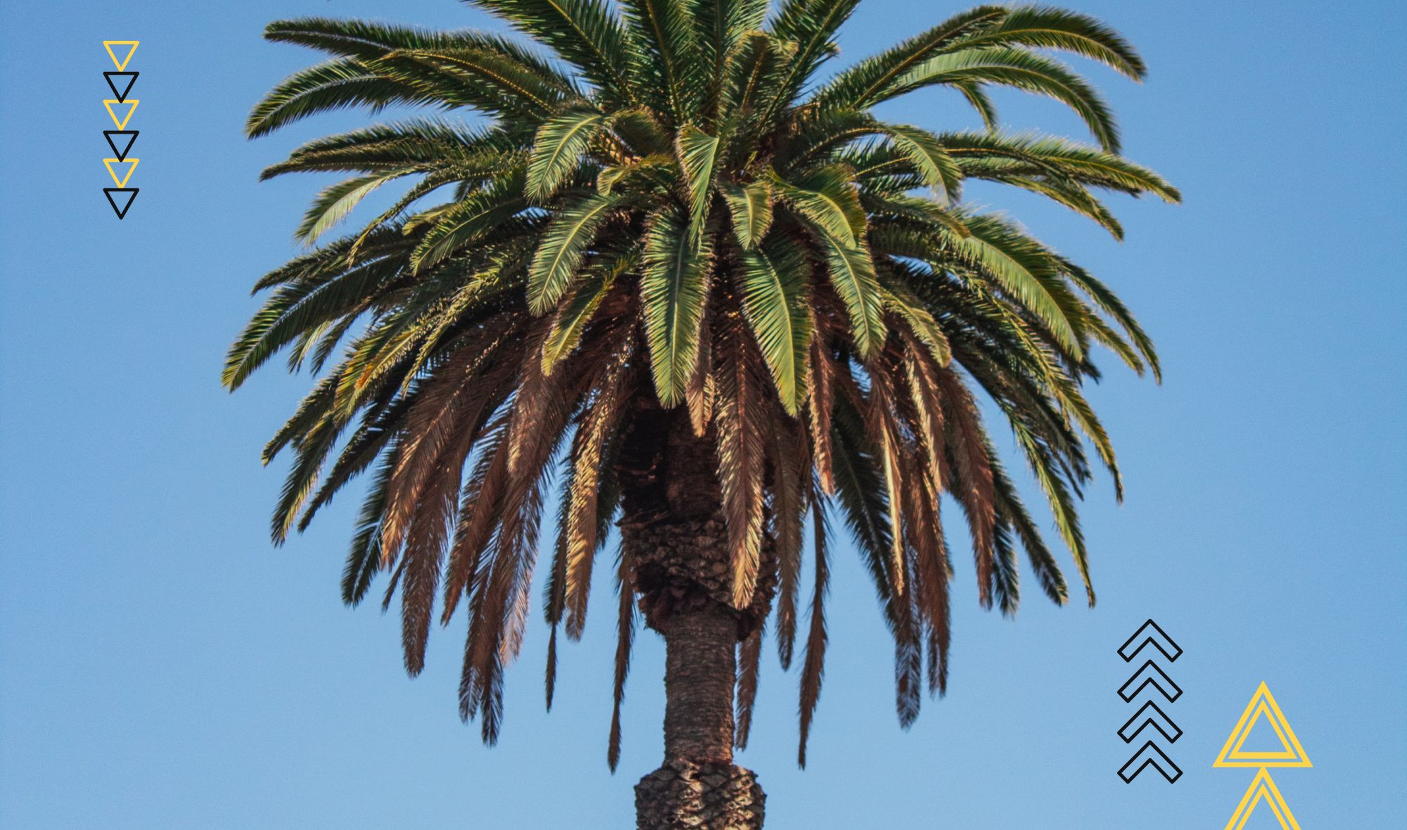 How Long do Palm Trees Live? Understanding their Origins and Longevity.