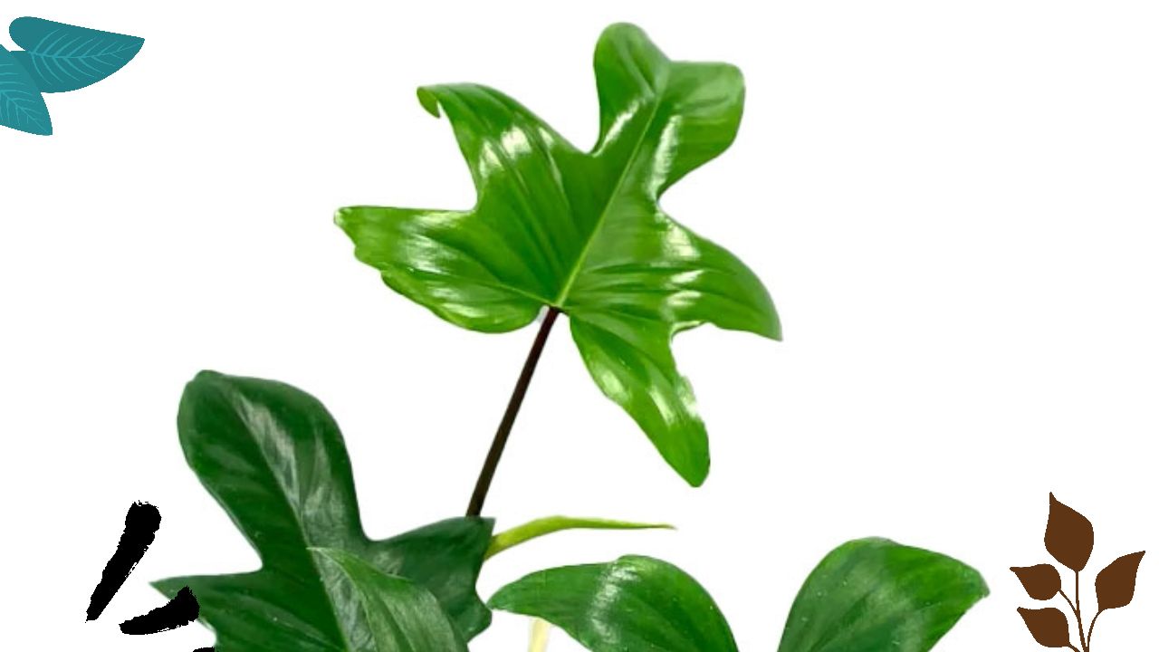 Proper Care for Your Philodendron Florida Green