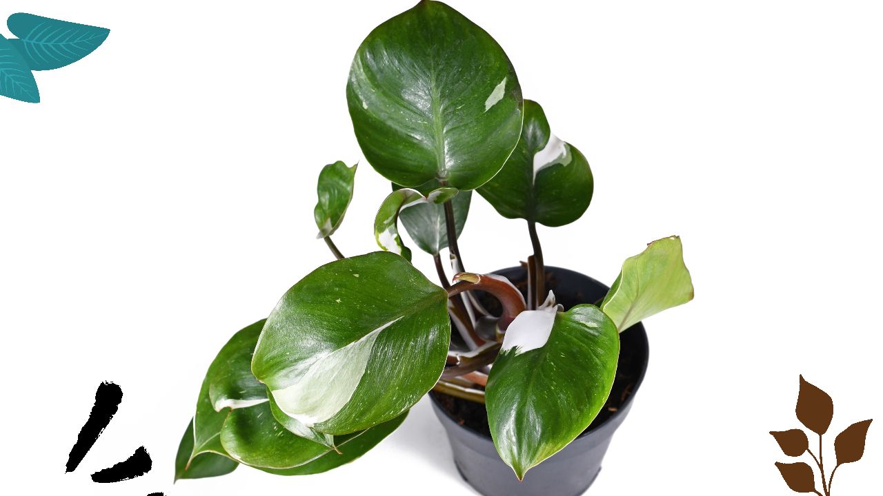 Unveiling the White Wizard Philodendron: A Plant Care Guide