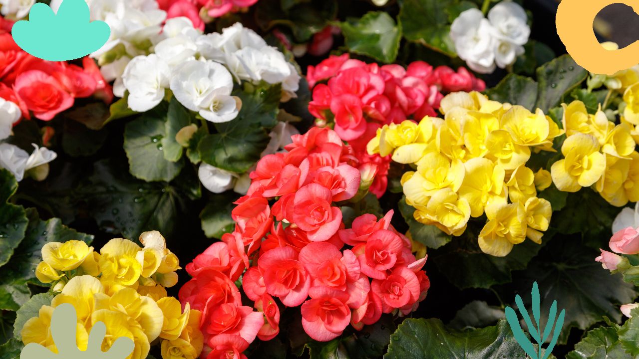 Perfect Conditions: How to Care for Your Rieger Begonia