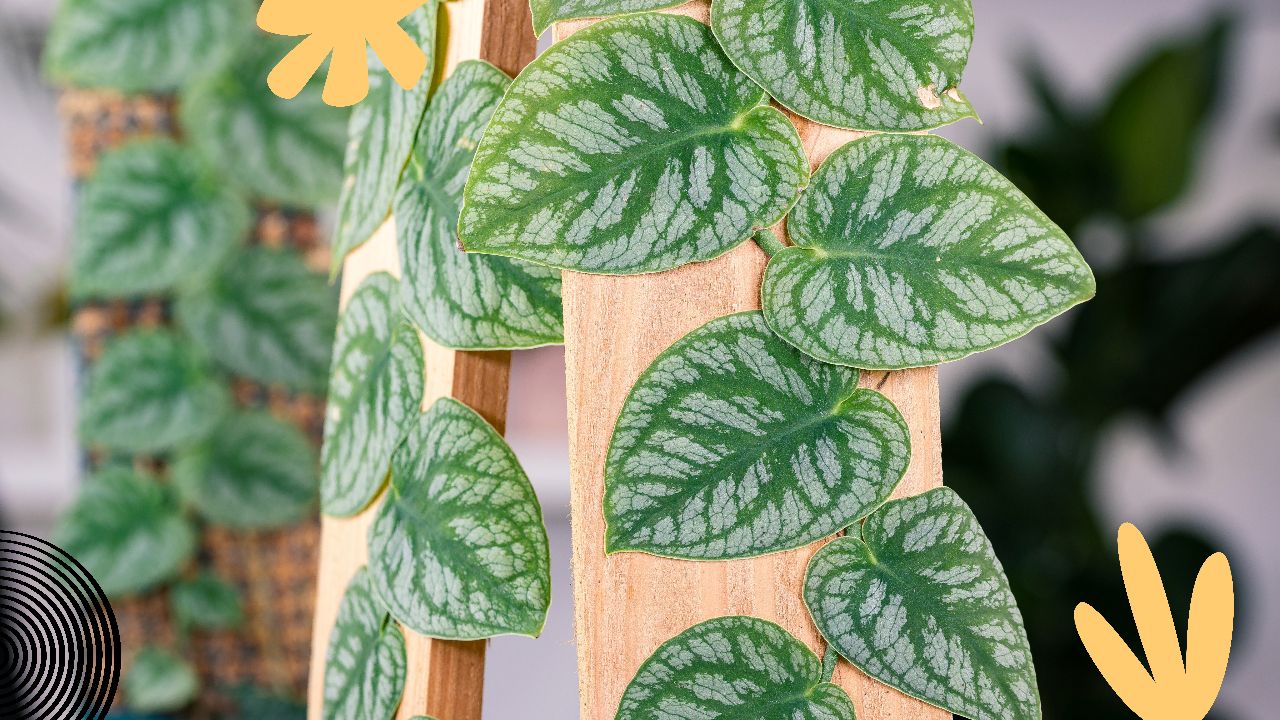 Mastering Monstera Dubia Care: A Comprehensive Guide