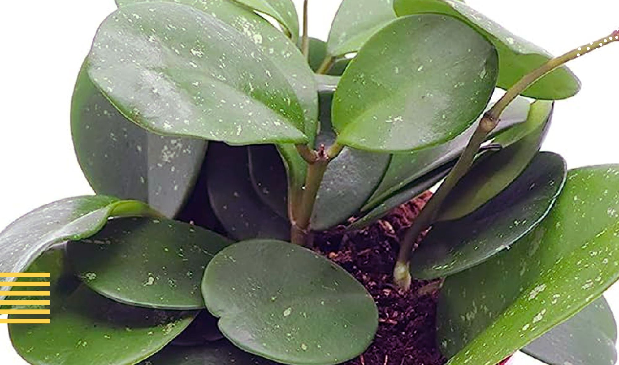 How to Care for Hoya Obovata: Your Complete Guide