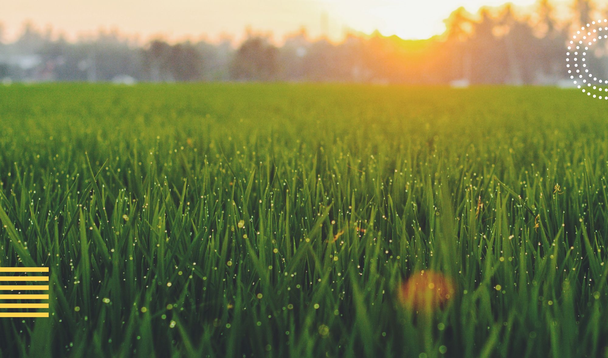 Tall Fescue Grass: A Perfect Choice for Your Lawn