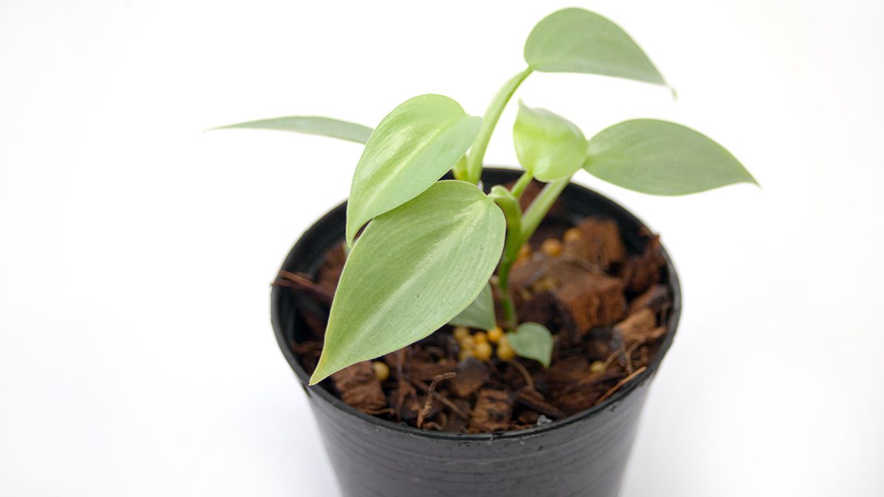 how-to-care-for-silver-sword-philodendron