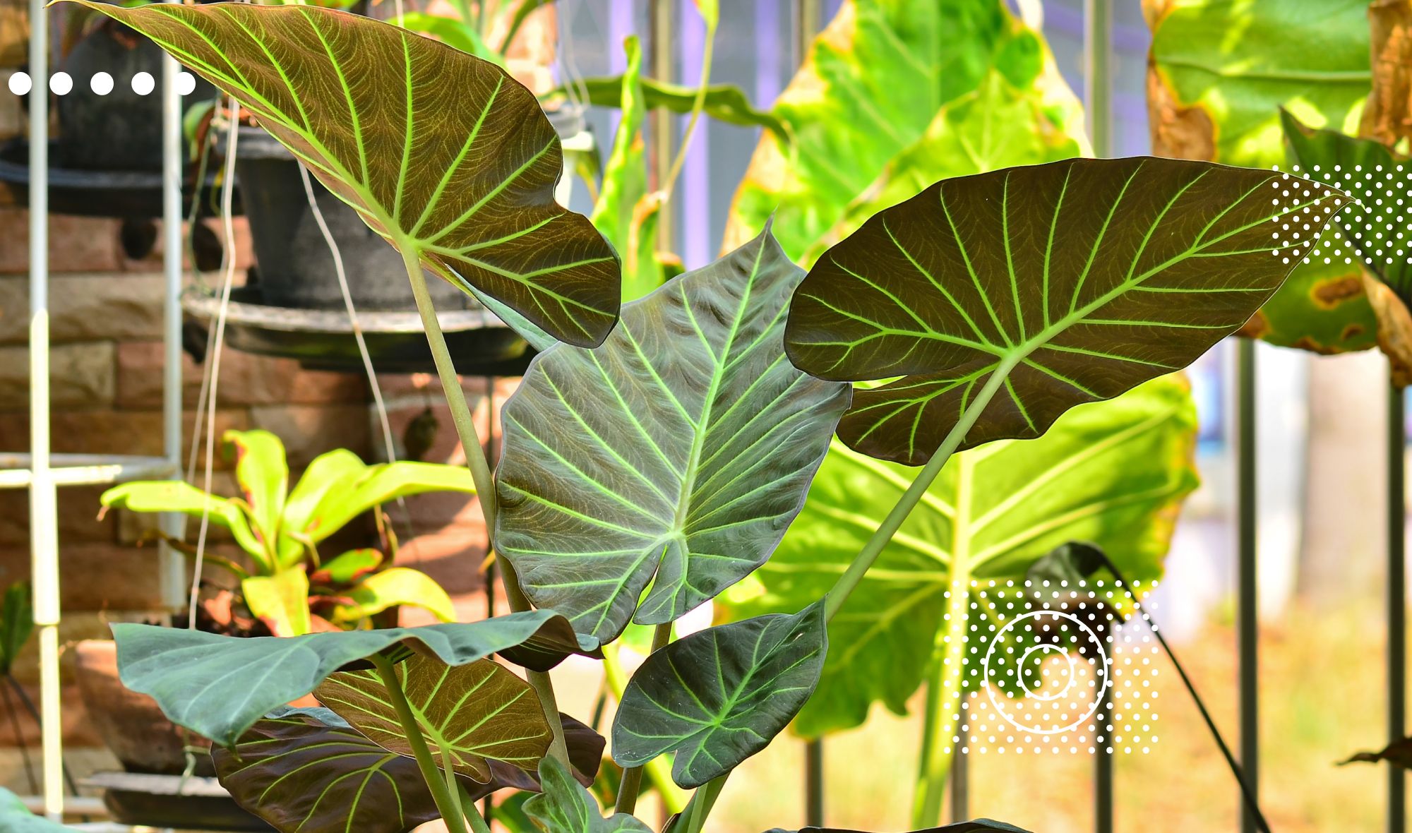 Alocasia Regal Shield: How to Care for The Elephant Ear Plant