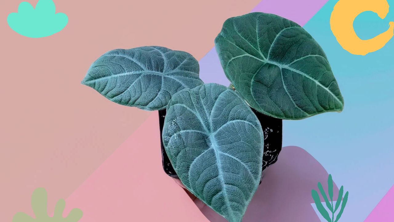 Alocasia Maharani Care Guide: Mother Plant of Unique Foliage