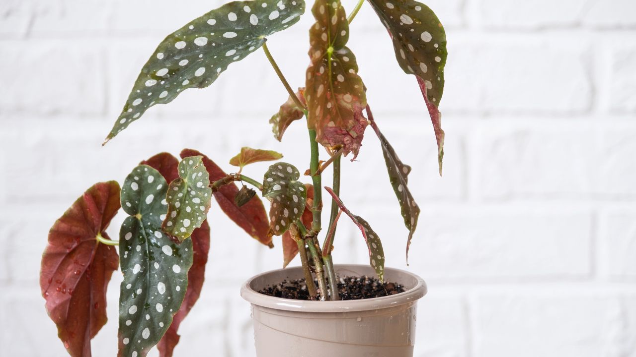 Begonia Maculata plant
