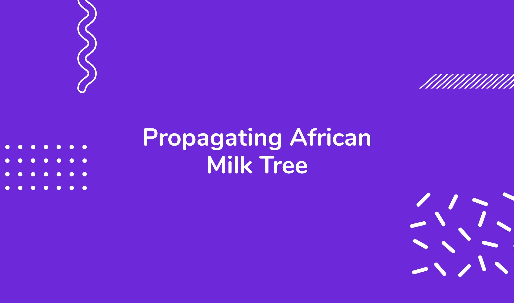Propagating African Milk Tree