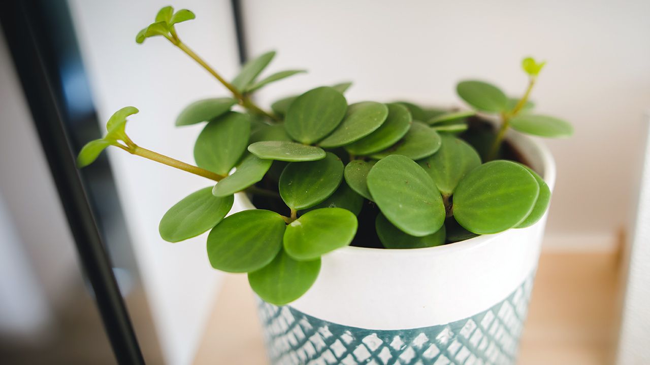 Explore our in-depth guide on Peperomia Hope care, a charming and low-maintenance houseplant. Discover its unique features, growth requirements, and care tips.