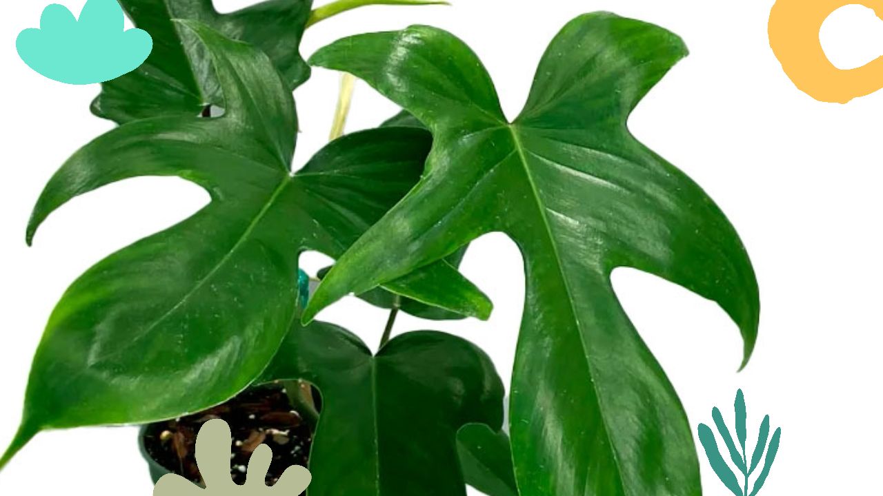 Philodendron Florida Green: A Lush Beauty