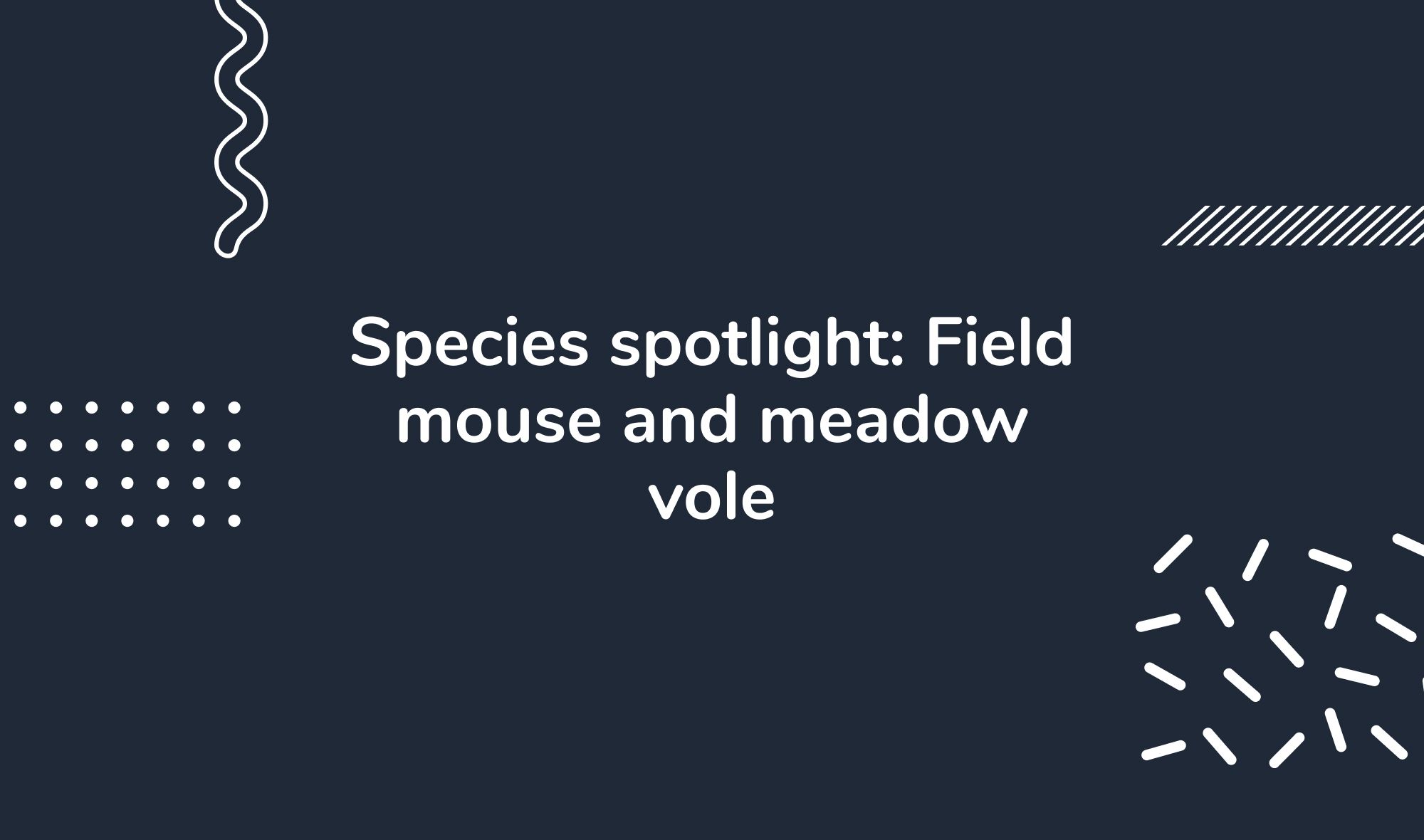 Species spotlight: Field mouse and meadow vole