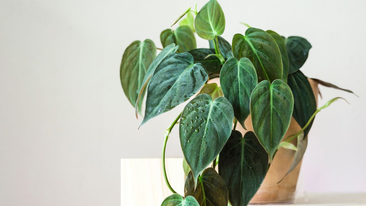 how-to-take-care-of-philodendron-micans