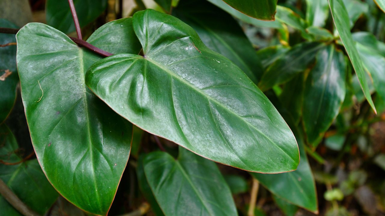 Red Leaf Philodendron: Ultimate Guide to Philodendron Erubescens