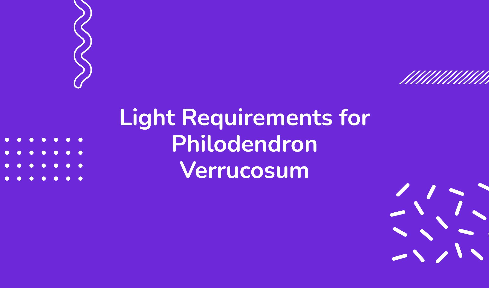 Light Requirements for Philodendron Verrucosum