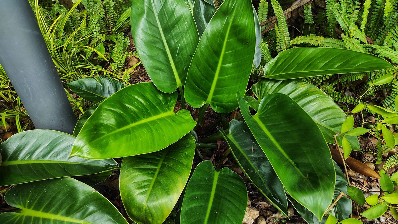 how-to-take-care-of-philodendron-erubescens