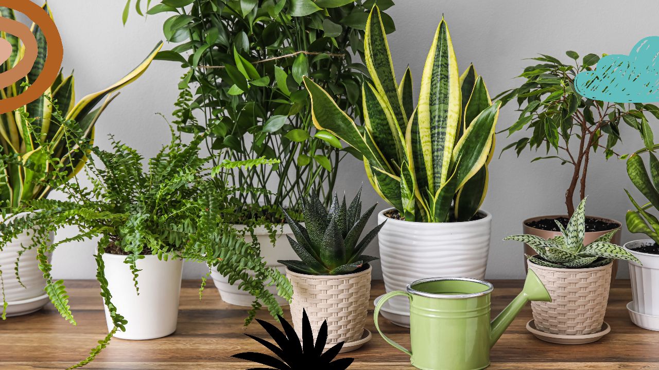 The Ultimate Guide to Indoor Plant Care: From Soil to Watering