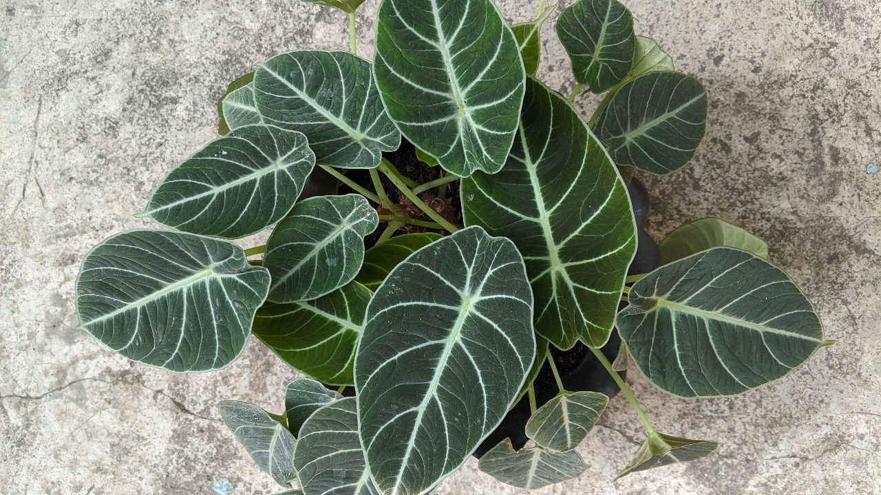 Bright Indirect Light: The Ideal Luminescence for Alocasia Black Velvet