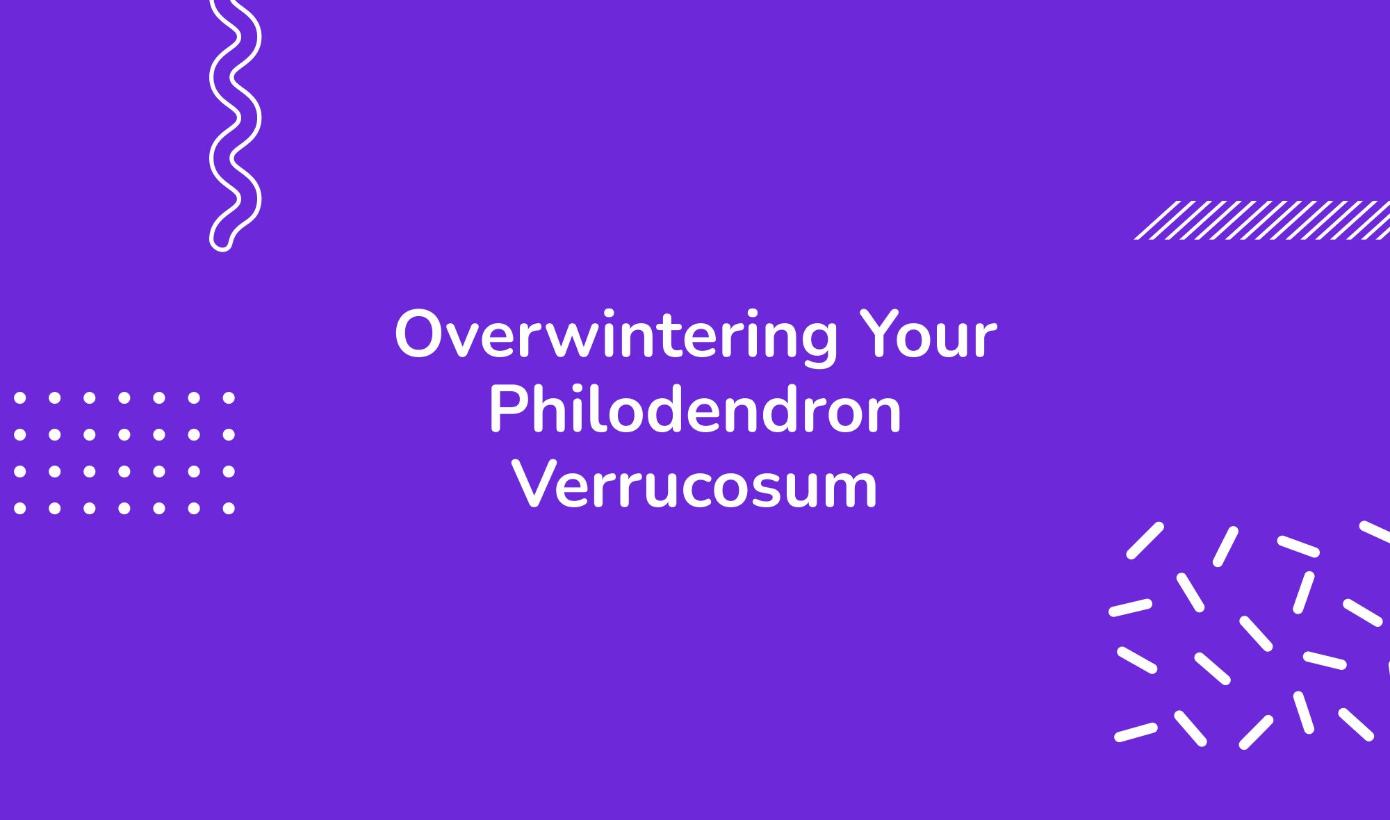Overwintering Your Philodendron Verrucosum