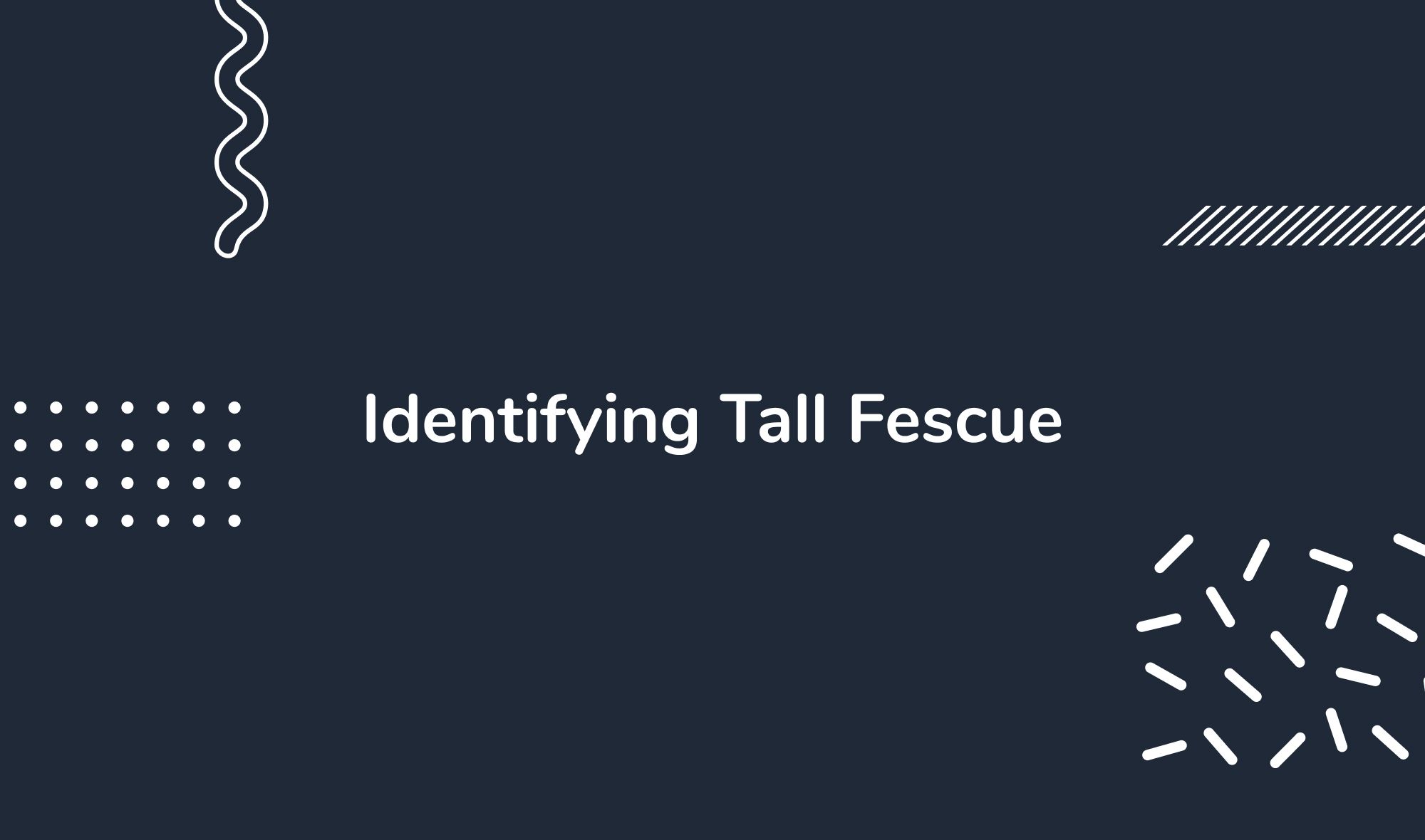 Identifying Tall Fescue