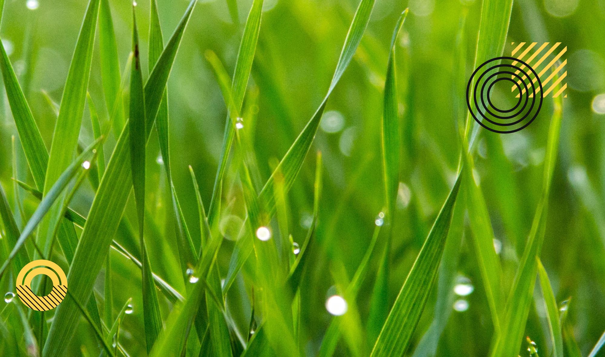 Unraveling the Benefits of Thick Grass for a Healthier Lawn