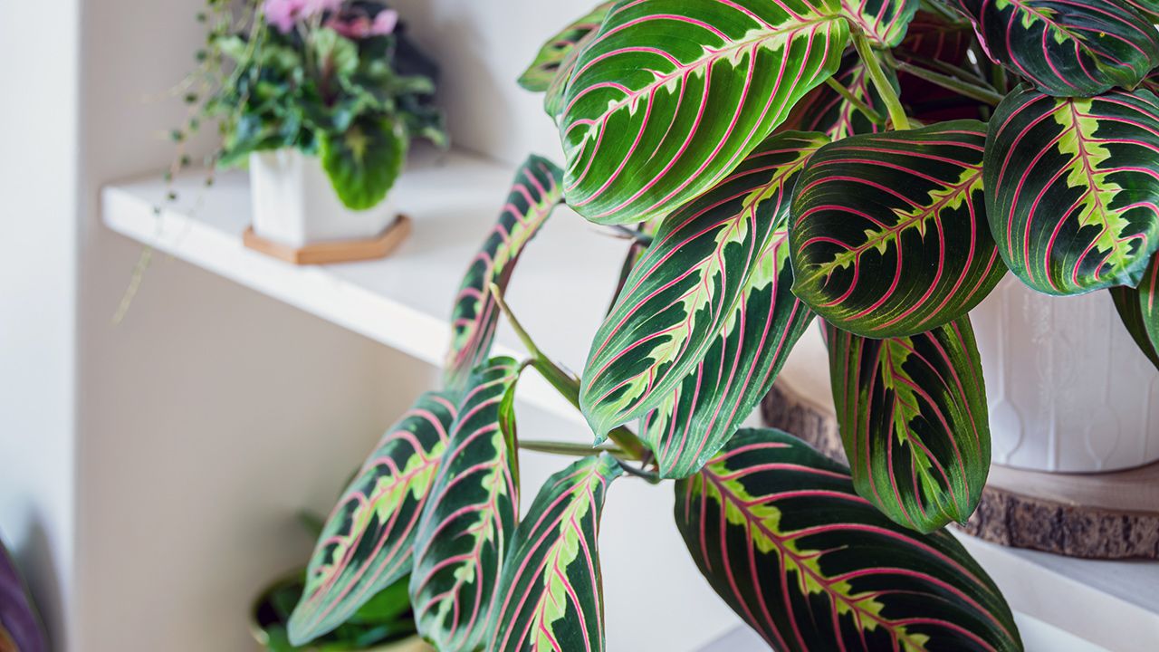 the-ultimate-guide-to-prayer-plant-care