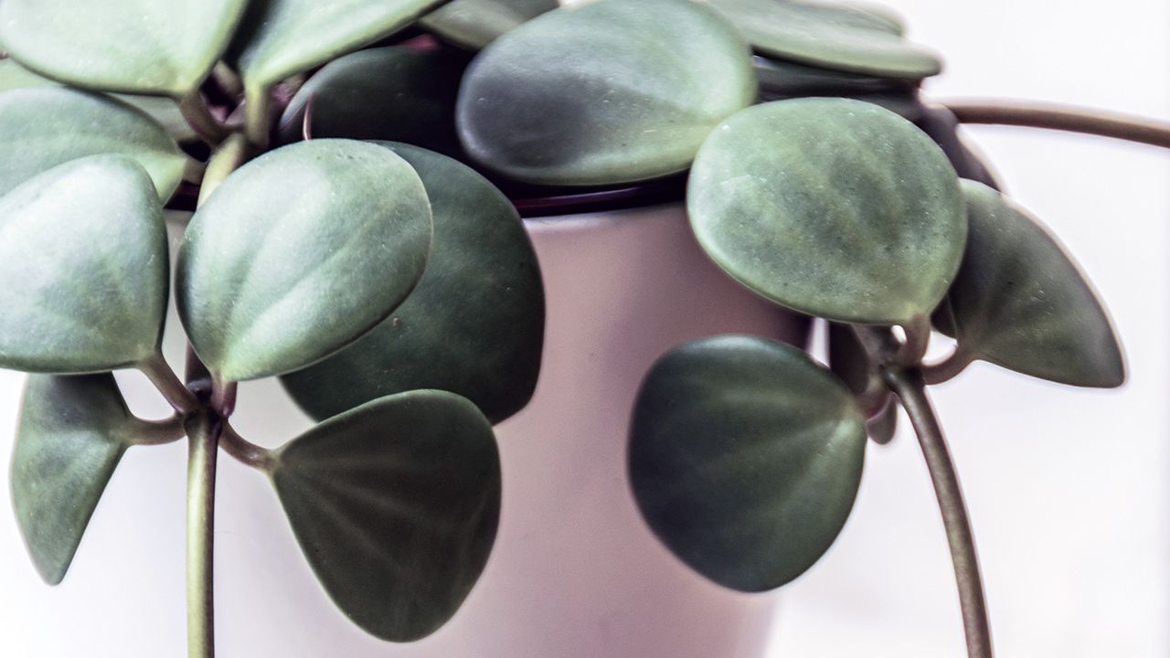 how-to-care-for-peperomia-hope