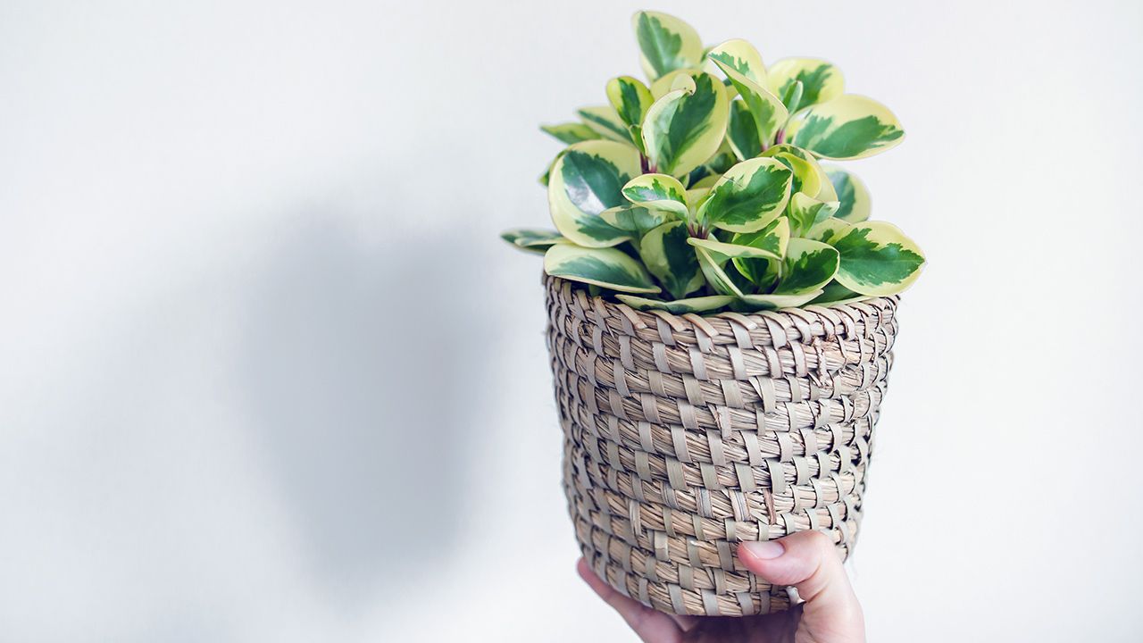 Peperomia: The Ultimate Guide to Baby Rubber Plants