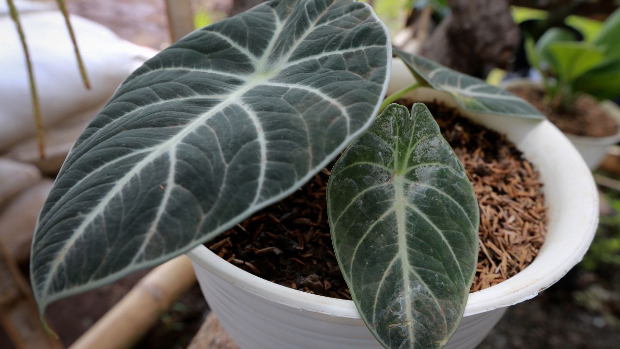 Orchid Bark's Role in Cultivating A Healthy Alocasia Black Velvet