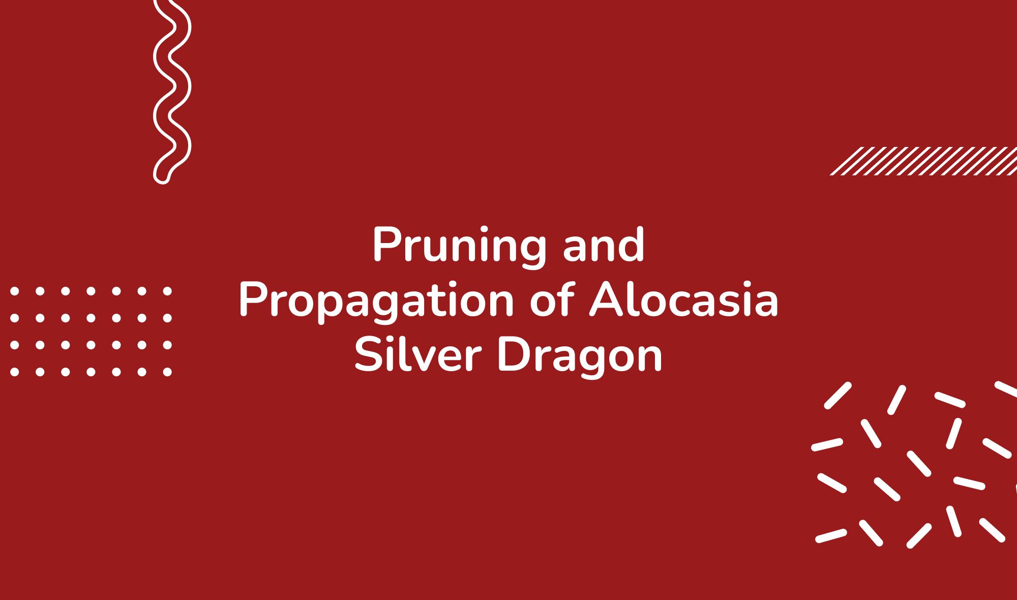 Pruning and Propagation of Alocasia Silver Dragon