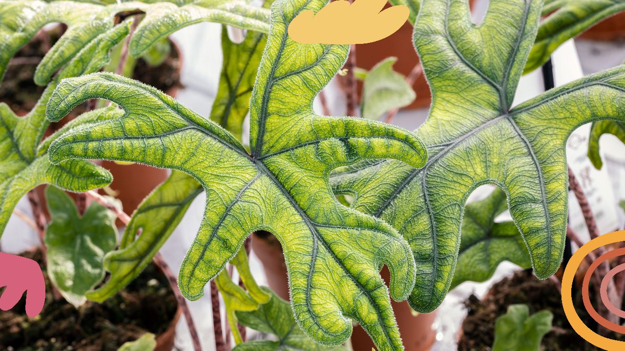 Alocasia Jacklyn Care: Guide to a Tropical Plant