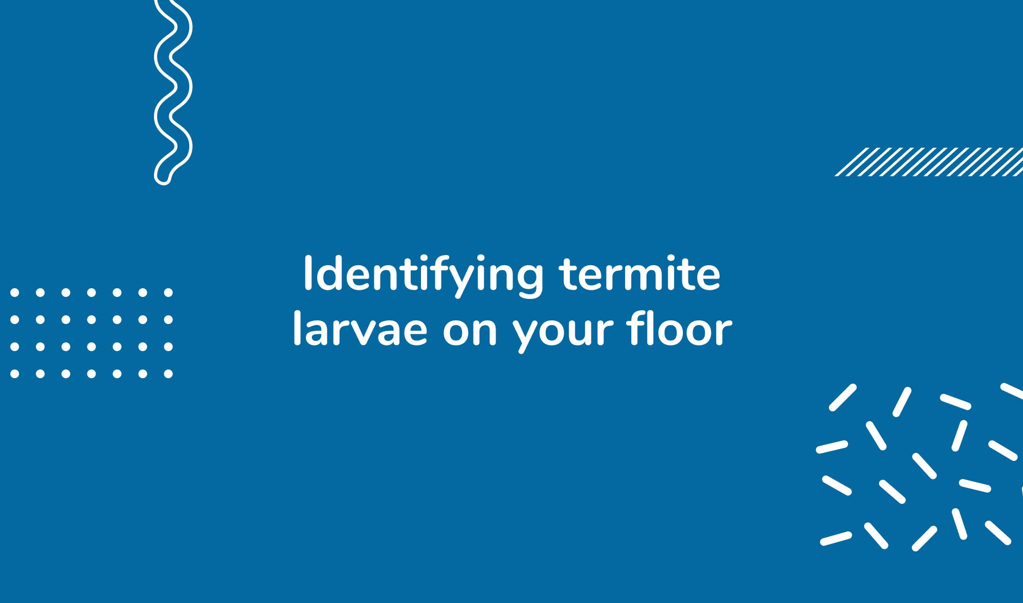 Identifying termite larvae on your floor