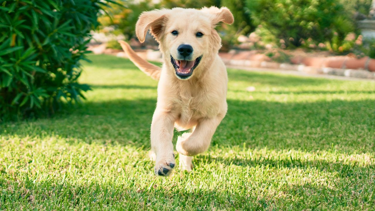 Tips to Maintain a Dog-Friendly Lawn