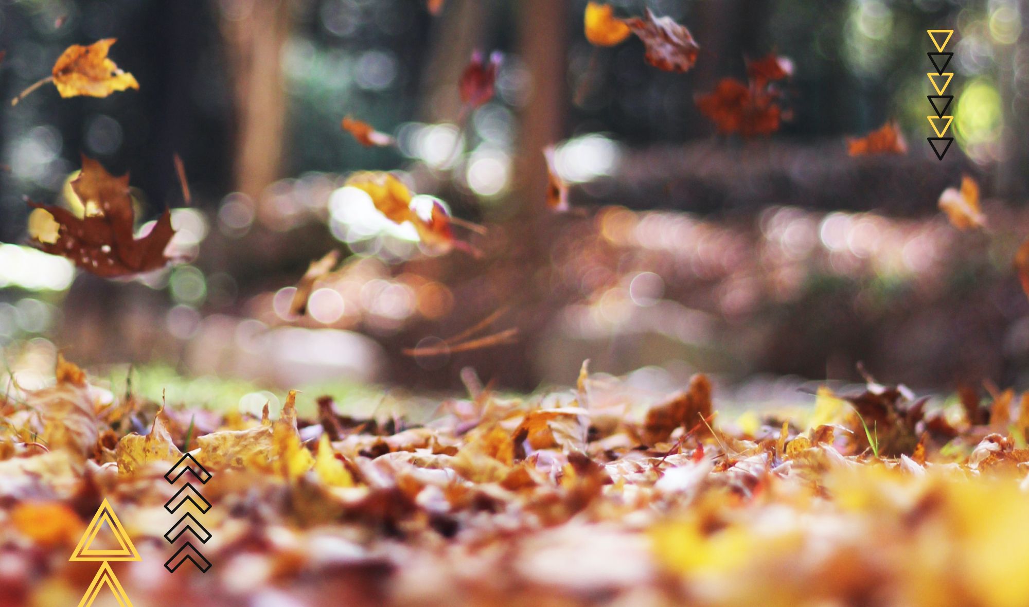 Leaf Removal Services: Your Key to a Clean and Vibrant Lawn