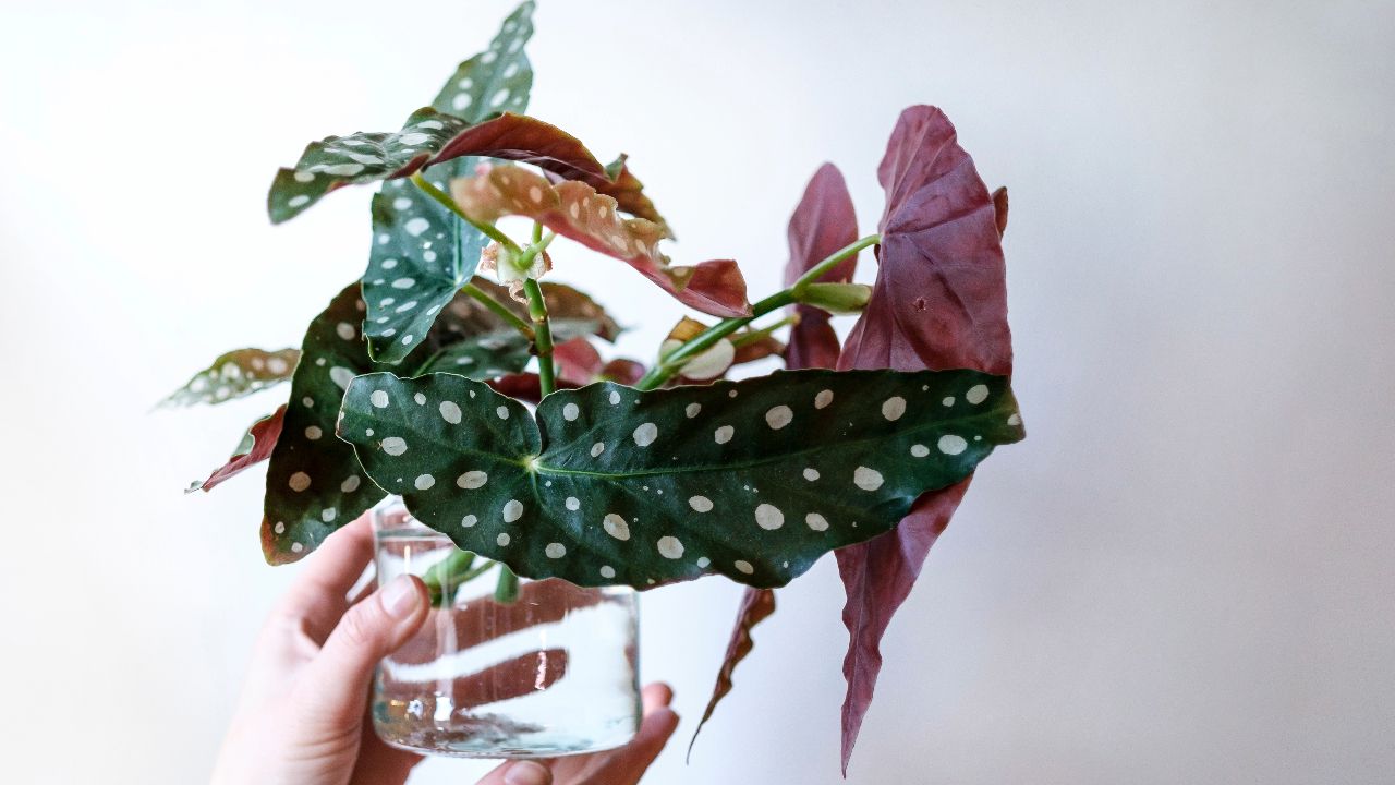 The Roots of Polka Dot Begonia