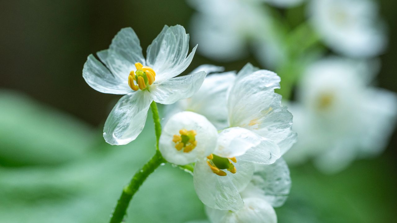The Fascinating World of Skeleton Flowers: From Seed to Bloom